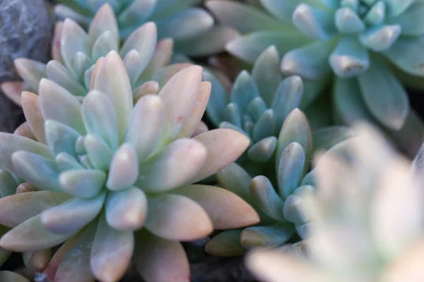 Belles Plantes Succulentes Nom Dans Bol Bleu — Photo