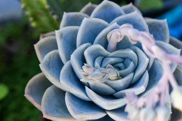 蓝色碗中美丽的肉质名贵植物 — 图库照片