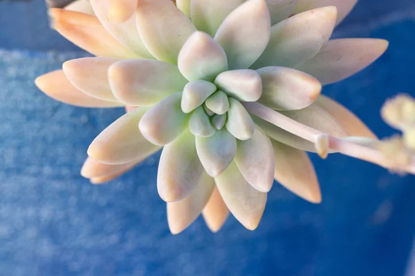 蓝色碗中美丽的肉质名贵植物 — 图库照片