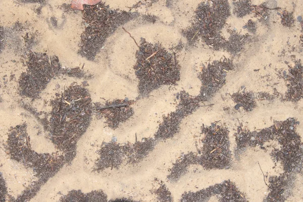 Textura Areia Dia Ensolarado Textura — Fotografia de Stock