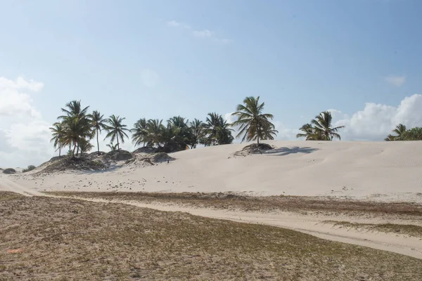 Beautiful Landscape Coconuts Trees Dunes — Stock Photo, Image