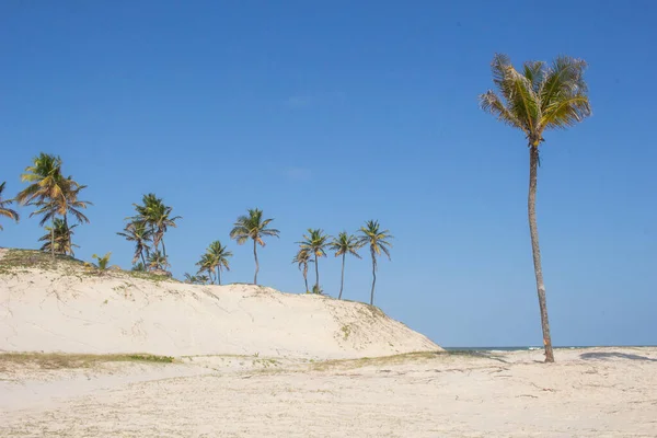 Piękny Krajobraz Kokosami Pobliżu Plaży — Zdjęcie stockowe