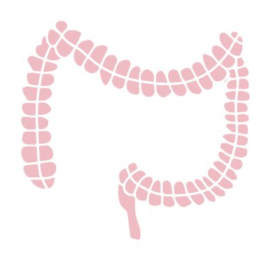 Bağırsak iç sisteminin basit bir mide illüstrasyonu. Sağlıklı bir içgüdü. İnsan vücut parçaları vektörde. Probiyotikler ya da gastroenterolog alanı için..