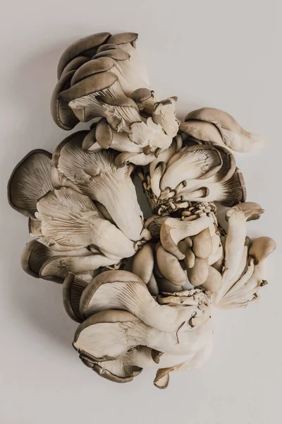 Besin düzlüğü: beyaz arka planda istiridye mantarı. Sağlıklı diyet yaşam tarzı. Üst görünüm 
