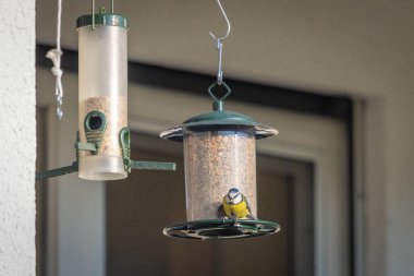 Bir beslenme evinde küçük mavi bir meme faresinin yakın çekimi.