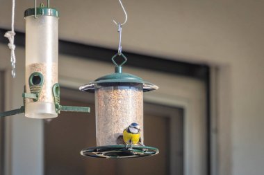 Bir beslenme evinde küçük mavi bir meme faresinin yakın çekimi.