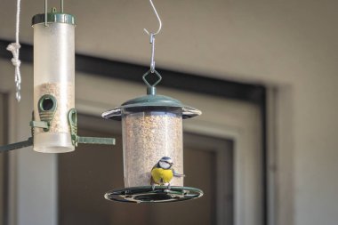 Bir beslenme evinde küçük mavi bir meme faresinin yakın çekimi.