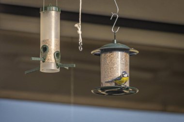 Bir beslenme evinde küçük mavi bir meme faresinin yakın çekimi.