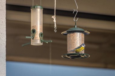 Bir beslenme evinde küçük mavi bir meme faresinin yakın çekimi.