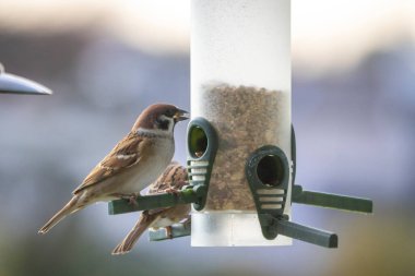 Beslenme alanındaki serçe.