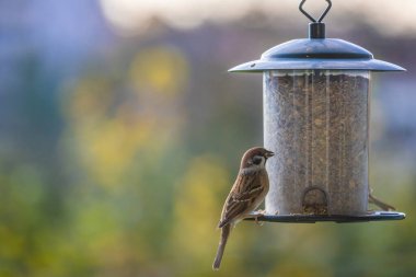 Beslenme alanındaki serçe.