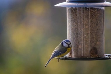 Bir beslenme evinde küçük mavi bir meme faresinin yakın çekimi.