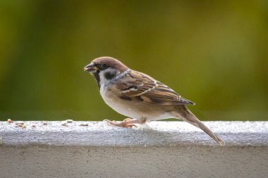 Beslenme alanındaki serçe.