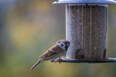 Beslenme alanındaki serçe.