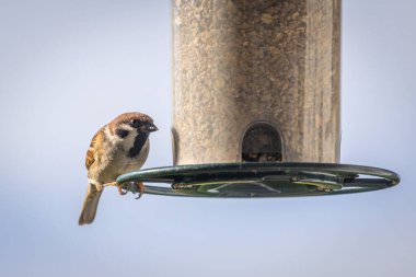 Beslenme alanındaki serçe.