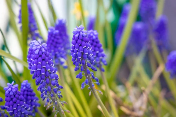 Mooie Bloemen Tuin Bergen Noorwegen — Stockfoto