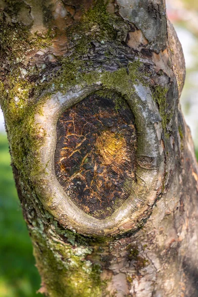 Ствол Дерева Зеленым Мхом — стоковое фото
