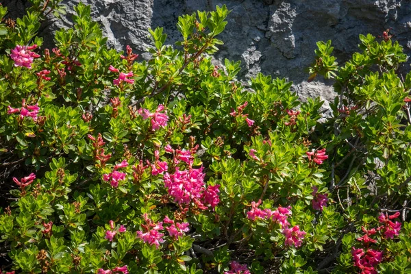 Wonderful Plants Flowers Lake Luenersee Vorarlberg Austria — Foto Stock