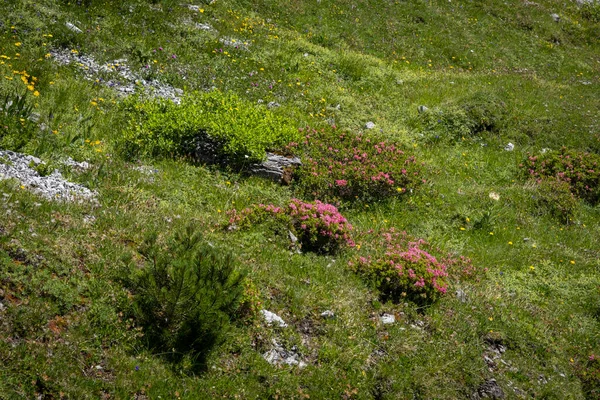 Прекрасные Растения Цветы Вокруг Озера Luenersee Vorarlberg Австрии — стоковое фото