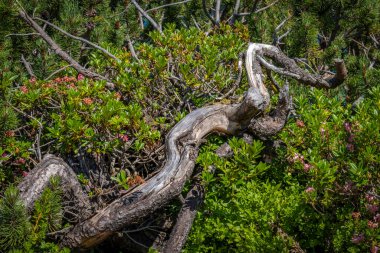 wonderful plants and flowers around the lake Luenersee in Vorarlberg in Austria