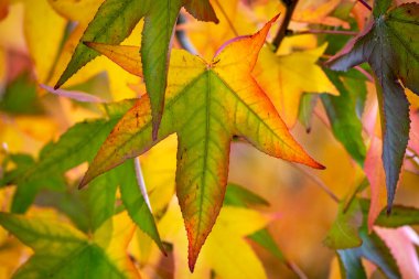 Ağaç dallarında renkli sonbahar yaprakları