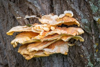 Ormandaki ağaç gövdesindeki mantarları kapat.
