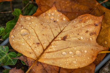 Sonbahar yapraklarını su damlalarıyla kapatın. 