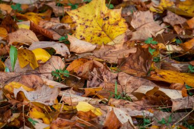 ormanda düşen sonbahar yaprakları