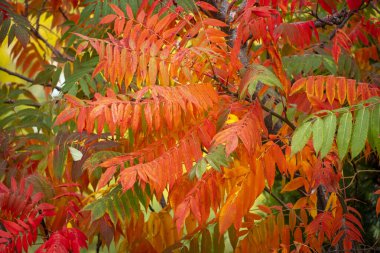 Ağaç dallarında renkli sonbahar yaprakları