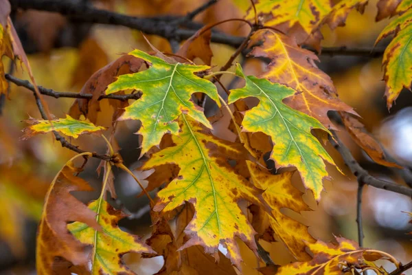Bunte Herbstblätter Auf Ästen — Stockfoto