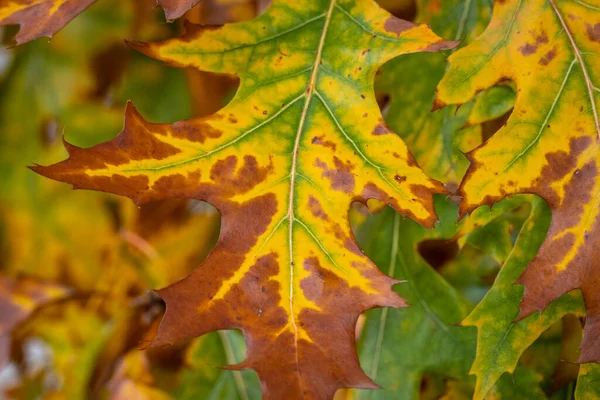 Colorful Autumn Leaves Tree Branches — Stock Photo, Image