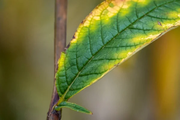 Обрізаний Зелений Лист Дереві — стокове фото