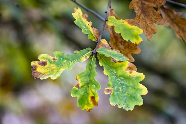 Colorful Autumn Leaves Tree Branches — Stock Photo, Image