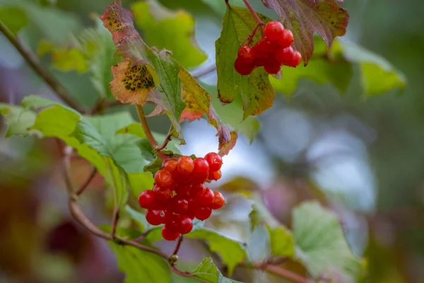 Red Viburnum Berries Tree Branches — Stock Photo, Image