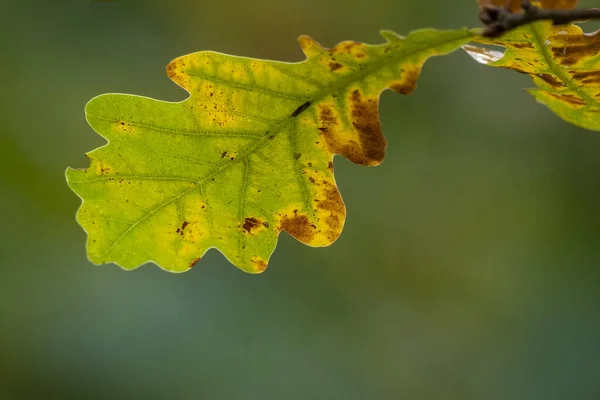 カラフルな紅葉の木の枝 — ストック写真