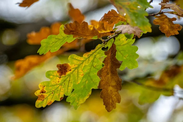 カラフルな紅葉の木の枝 — ストック写真