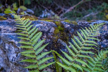Ormanda yeşil yapraklar ve taşlar