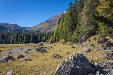 güzel dağ manzarası ile orman