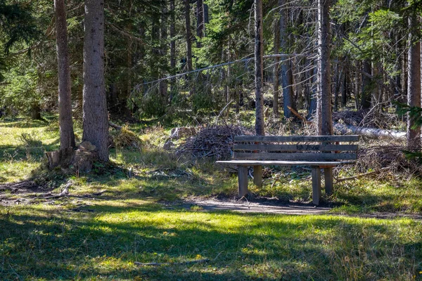 阳光明媚的森林里的木制长椅 — 图库照片