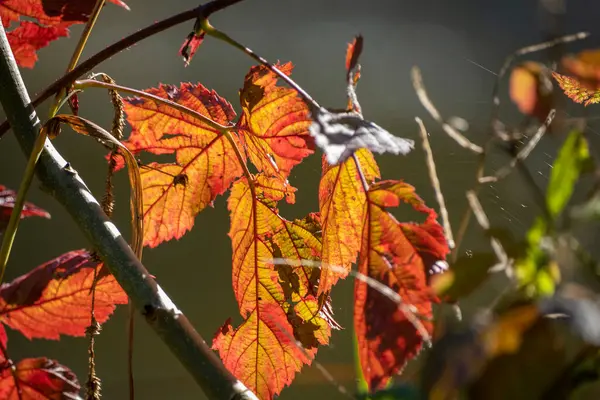 Autumn Leaves Tree Branches — Stock Photo, Image