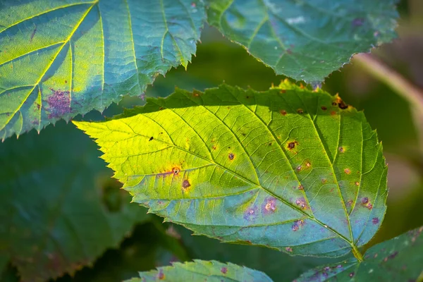 Крупним Планом Зелене Листя Лісі — стокове фото