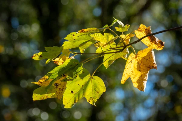 Podzimní Listí Stromě Lese — Stock fotografie