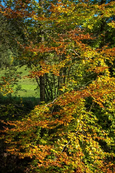 Trees Forest Autumn Season — Stock Photo, Image
