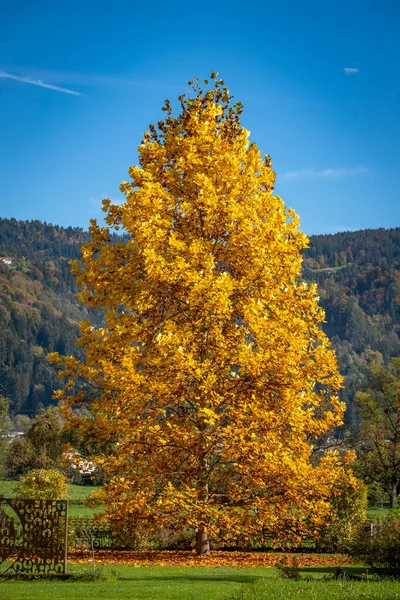 秋天的山水 绿树成荫 — 图库照片