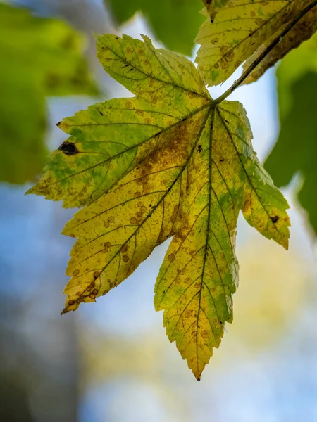 Зелене Листя Гілок Дерева — стокове фото