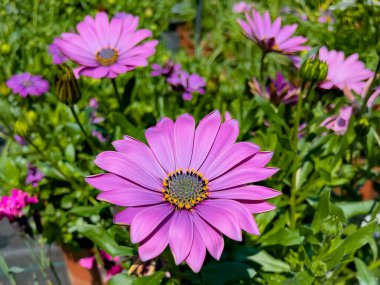 Bahçedeki güzel pembe çiçekler