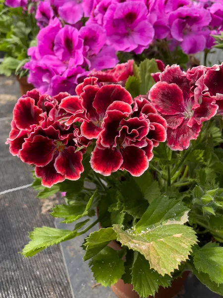 Hermosas Rosas Rojas Jardín — Foto de Stock