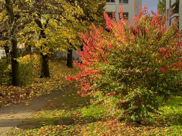 Városi Udvar Őszi Szezonban — Stock Fotó