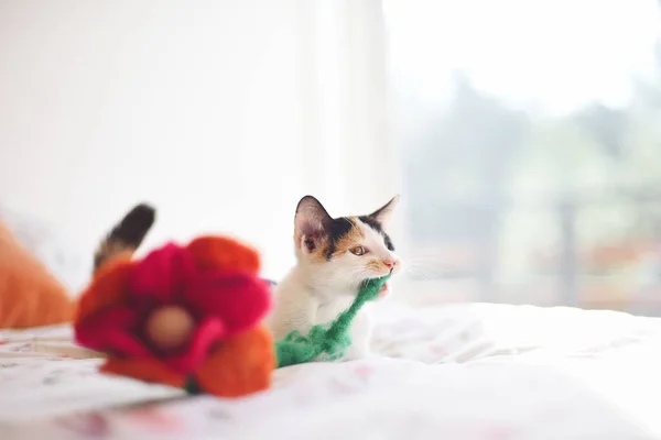 White Kitten Playing Bed Wool Flower — Stockfoto