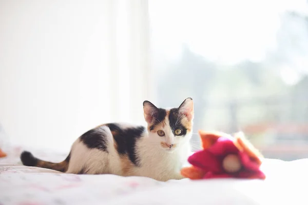 Cute Kitten Looking Camera Bed Home — Fotografia de Stock